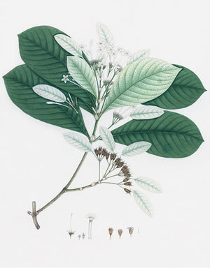 Dutch East Indian Flora Artwork 3084 by Ornis Gallery features a branch with green leaves, white flowers, and seed pods, plus detailed flower anatomy—a refined piece for any Botanicals collection.