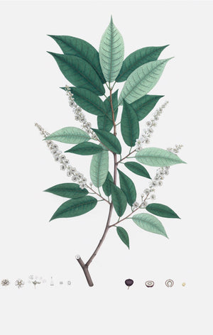 Dutch East Indian Flora Artwork 3098 by Ornis Gallery features a plant branch with green leaves, white flower clusters, plus detailed illustrations of its flowers, fruit, seeds, and structures—ideal for botanical art lovers.