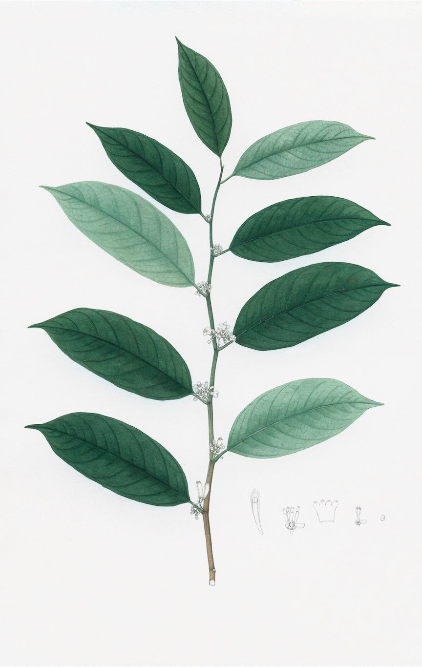 Ornis Gallery - Dutch East Indian Flora Artwork 3006 features a botanical illustration of a leafy green stem with clusters of small white flowers, detailed flower part sketches, printed with archival materials and presented in a White Gallery Frame.
