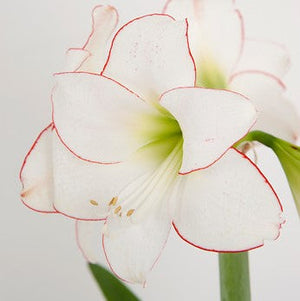 Close-up of Hive Floral Studio's Live Amaryllis, Picasso—a white bloom with thin red-edged petals and a green center—displayed against a light background.