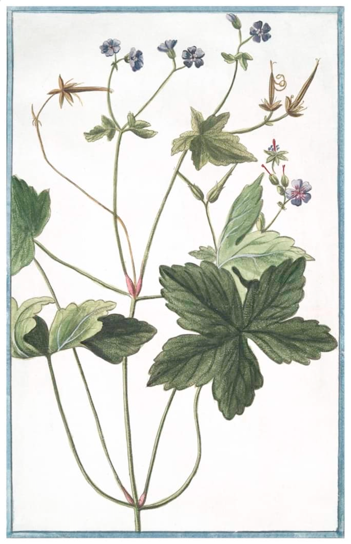 Italian Botanicals 2940 by Ornis Gallery features a botanical illustration of a geranium with green lobed leaves and purple flowers, set against white with a blue border—ideal for display in Larson-Juhl frames.