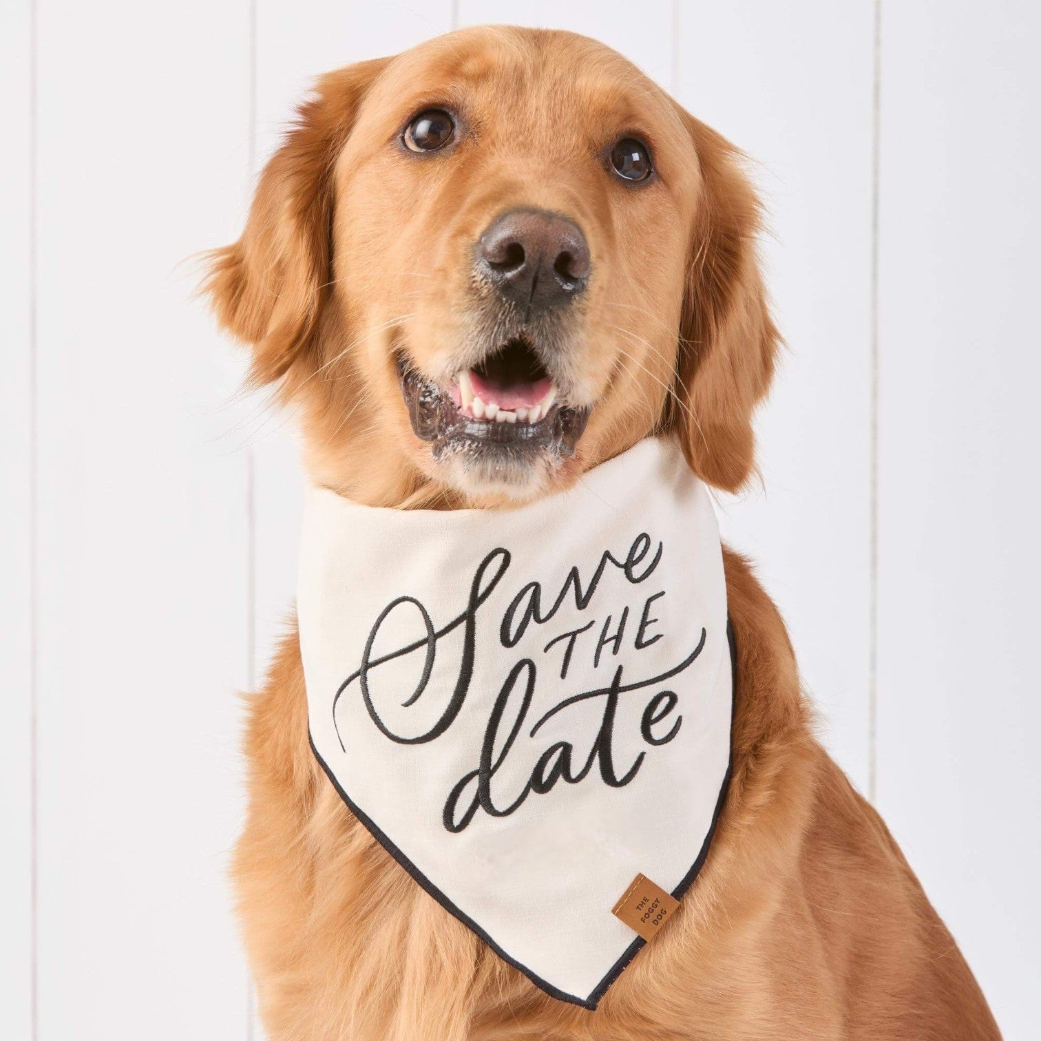 A golden retriever wears The Foggy Dog’s Save the Date Dog Bandana in white with a personalized black script sign, sitting before a white wooden backdrop—ideal for wedding announcements.
