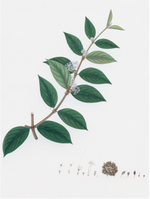 Ornis Gallery - Dutch East Indian Flora Artwork 3095: Features a plant branch with green leaves, white flowers, and seeds in a row on archival paper, set against a plain white background.