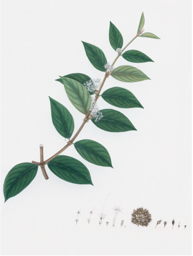 Ornis Gallery - Dutch East Indian Flora Artwork 3095: Features a plant branch with green leaves, white flowers, and seeds in a row on archival paper, set against a plain white background.