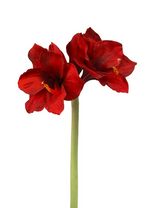 The Winward Faux Double Stem Red Amaryllis features two lifelike red flowers with yellow stamens on one green stem, offering enduring beauty for any space.