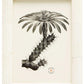 Black and white illustration of a flowering cactus with hand-etched ribbing, presented in a simple white Velden Frame from the Pigeon & Poodle collection, featuring the brand's logo in the lower right corner.