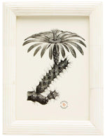 Black and white illustration of a flowering cactus with hand-etched ribbing, presented in a simple white Velden Frame from the Pigeon & Poodle collection, featuring the brand's logo in the lower right corner.