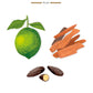 Illustration of fresh Green Lemon, aromatic Cedarwood pieces, and rich Tonka Beans on a white background with the text "Baobab Collection Sand Siloli Candle - Scented with Cedarwood, Tonka Bean, and Green Lemon" and the Baobab logo.