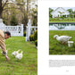 A tranquil country retreat scene from Common Ground’s *A Year at Clove Brook Farm* shows a person bending down to feed three ducks on the lawn; two smaller images feature ducks and geese by the pool, with a garden and bucket in the background, capturing the pastoral charm of Christopher Spitzmiller’s countryside haven.