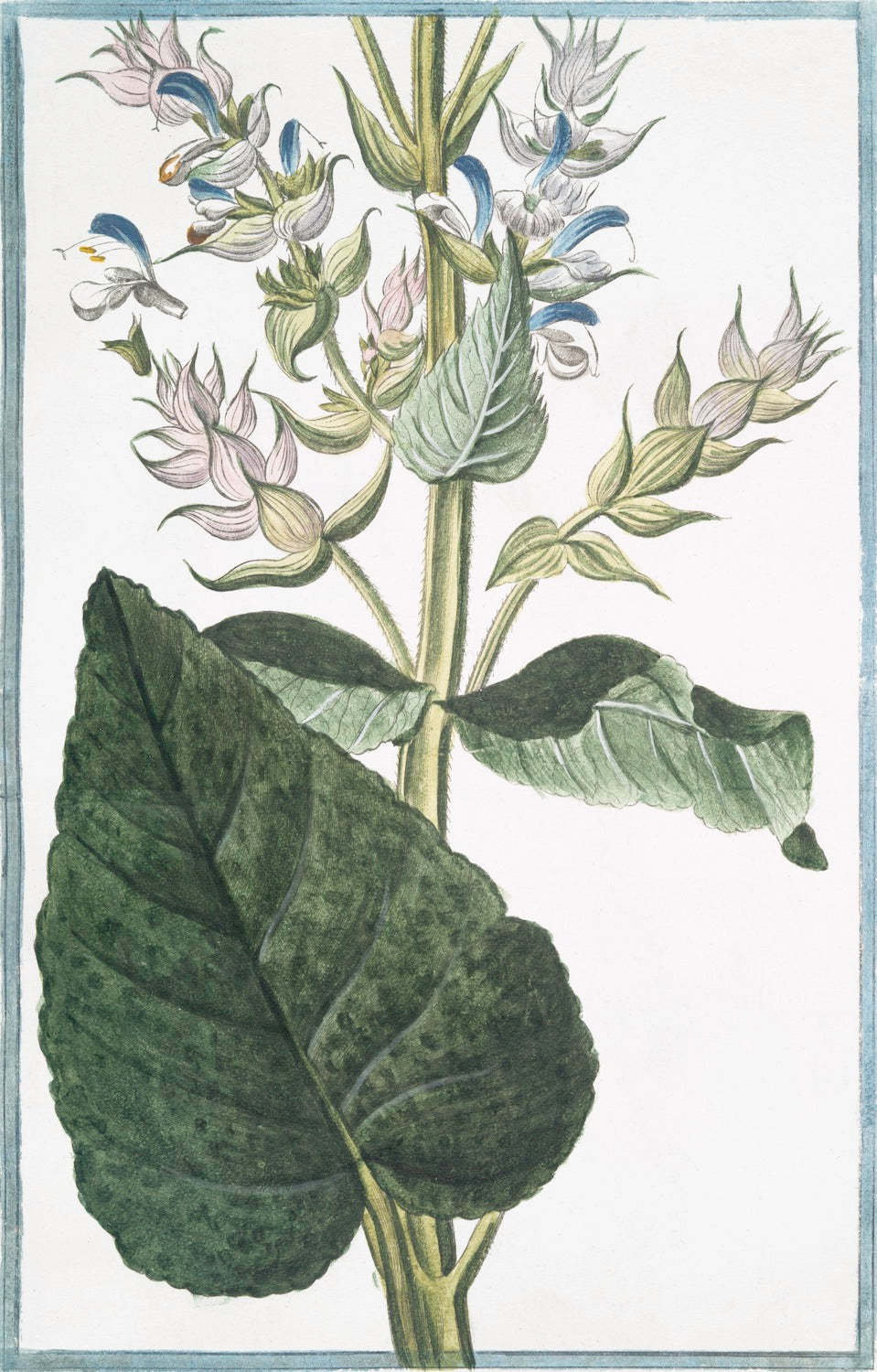 Italian Botanical #2994 by Ornis Gallery features a plant with large green leaves and clusters of blue, white, and pinkish flowers in an 18th Century Italian style, beautifully presented with Larson-Juhl frames on archival paper.