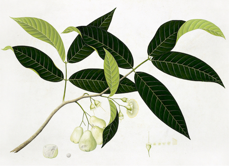 The Anglo-Indian Botanicals Print 4697 by Ornis Gallery features a botanical illustration of a branch with dark green leaves and pale, bell-shaped fruits, shown in a dark walnut frame with archival materials and fruit cross-section details.
