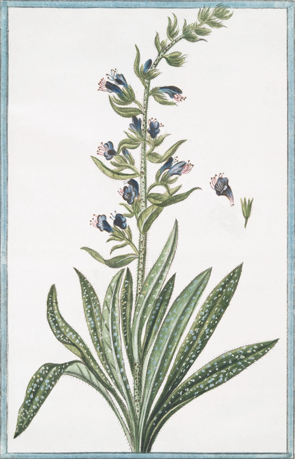 Italian Botanical #2993 by Ornis Gallery features a tall green plant with long leaves and clusters of blue and pink flowers, plus separate views of a flower and leaf. Inspired by Italian botanicals, it's ideal for display in Larson-Juhl frames.