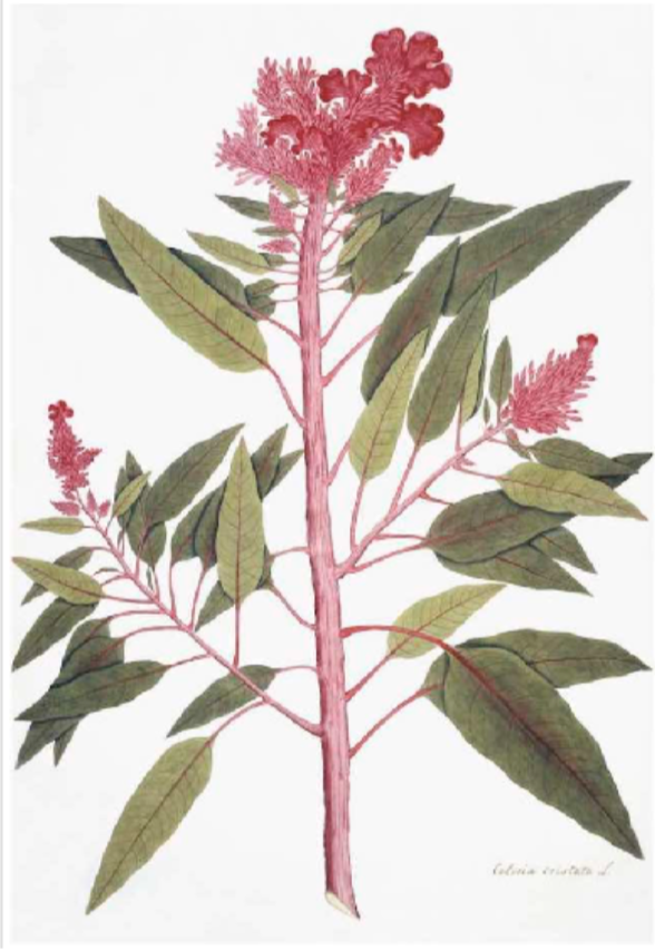 Botanical illustration "East Indian Flora 3238" by Ornis Gallery features long green leaves, a tall pink stem, and red feathery flowers, perfect for display with Larson-Juhl frames as part of the East Indian series.