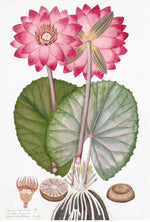 The East Indian Flora Print 3230 by Ornis Gallery showcases two pink water lilies with green leaves, roots, and flower and seed pod cross-sections, elegantly presented for archival display.
