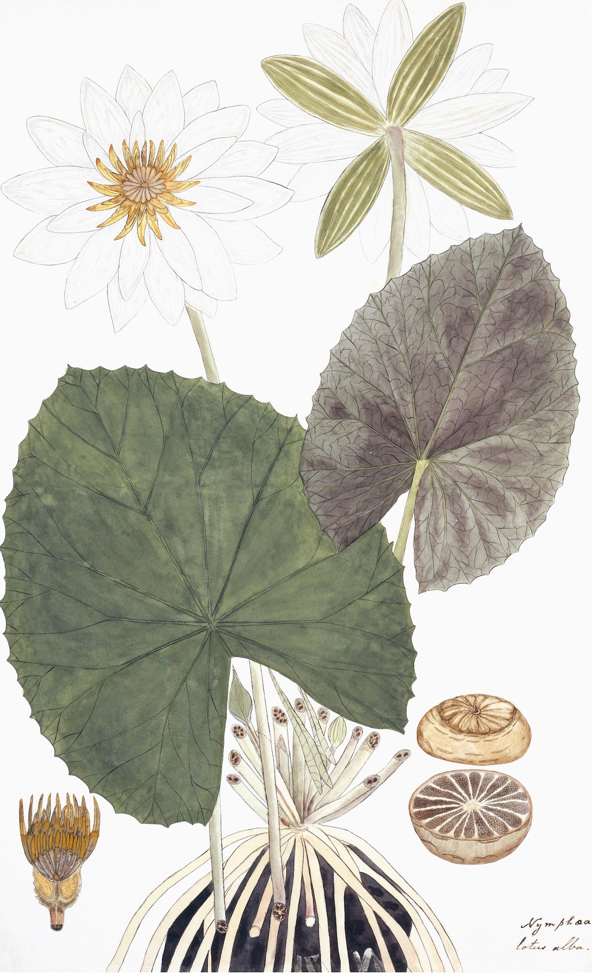 Ornis Gallery's East Indian Flora Print 3223 features a botanical illustration of a white water lily with two blooms, large green leaves, bulb, and fruit cross-sections on archival paper—perfect for display in Larson-Juhl frames.