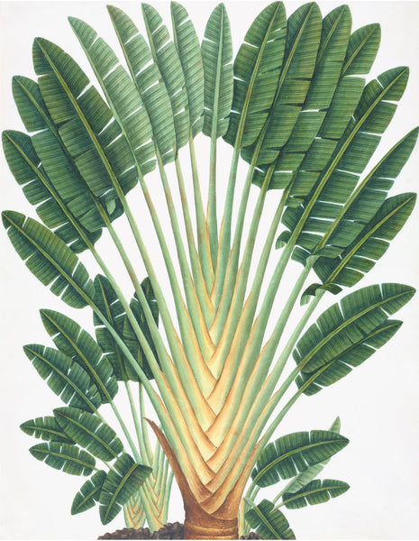 Illustration of a traveler's palm with large, fan-shaped leaves. The plant exhibits a symmetrical arrangement of long, green leaves that fan out from a central stem, reminiscent of the elegance found in Ornis Gallery's Chinese Flowers Print.