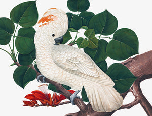 The Chinese Birds Print 3700 by Ornis Gallery features a white cockatoo with an orange crest, perched on a branch adorned with green leaves and red flowers, capturing the essence of traditional Chinese bird art.