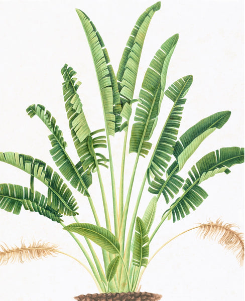 Illustration of a banana plant with multiple long, green leaves fanning out from the center and a few beige dried flower clusters at the base, elegantly framed in Larson-Juhl frames, available as the Chinese Flowers Print 3762 from Ornis Gallery.