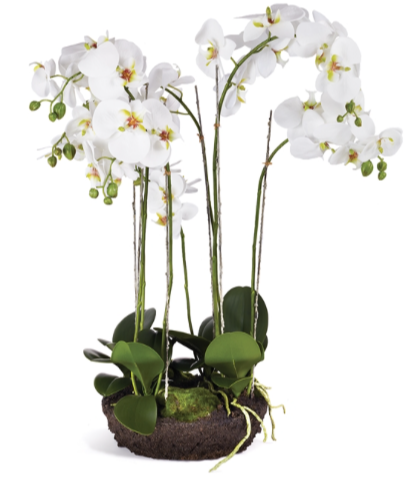 A group of Napa Home & Garden Faux Phalaenopsis White Orchid Bowl Drop-In, 31.5” with green leaves, presented in a soil bed and root ball, isolated on a white background.