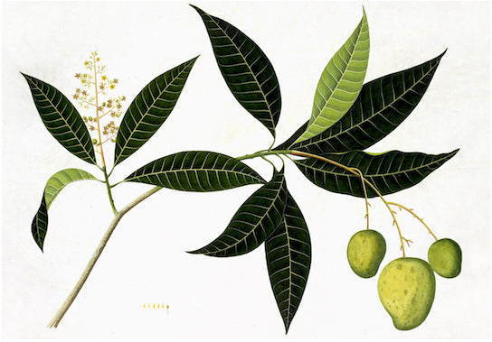 Anglo-Indian Botanicals Print 4095 by Ornis Gallery features a botanical illustration of a mango tree branch with dark green leaves, small yellow flowers, and three unripe mangoes on fine archival paper.