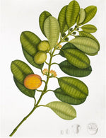 The Ornis Gallery Anglo-Indian Botanicals Print 4229 showcases a leafy branch with green and yellow-orange fruit, small yellow flowers, seeds, and fruit cross-sections, beautifully framed in dark walnut on archival paper.