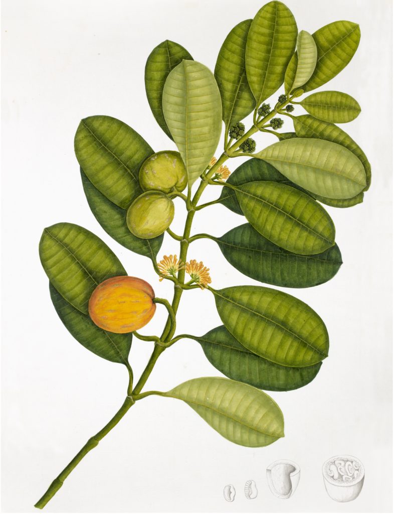 The Ornis Gallery Anglo-Indian Botanicals Print 4229 showcases a leafy branch with green and yellow-orange fruit, small yellow flowers, seeds, and fruit cross-sections, beautifully framed in dark walnut on archival paper.