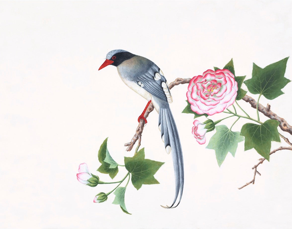Chinese Birds Print 3704 by Ornis Gallery features a long-tailed Chinese bird on a branch with green leaves and pink flowers, set against a white background—ideal for display and perfectly suited to Larson-Juhl frames.