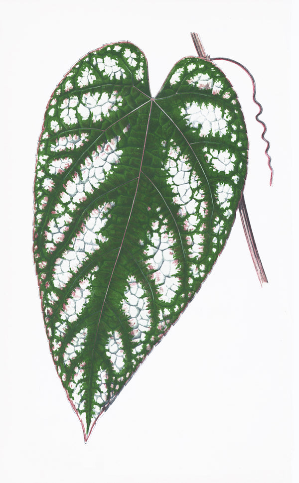 A single green heart-shaped leaf with white patches and a curly tendril, showcased on a plain background in the English Leaves Print 8213 by Ornis Gallery—an elegant piece ideal for Larson-Juhl frames.