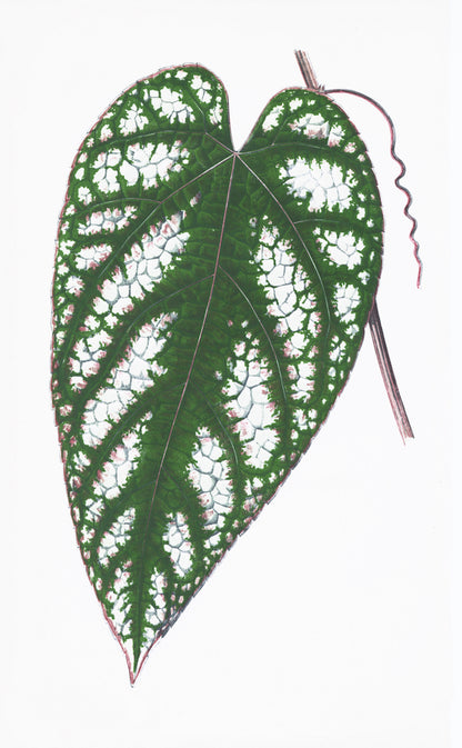 A single green heart-shaped leaf with white patches and a curly tendril, showcased on a plain background in the English Leaves Print 8213 by Ornis Gallery—an elegant piece ideal for Larson-Juhl frames.