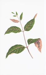 English Leaves Print 8258 by Ornis Gallery features a botanical illustration of a branch with green leaves, some with brown edges, on a white background—perfect for Larson-Juhl frames or archival paper, inspired by Swedish Botanicals.