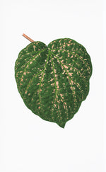 The Ornis Gallery English Leaves Print 8259 features a solitary green, heart-shaped leaf with light brown speckles and a short brown stem on white archival paper, inspired by Swedish Botanicals.