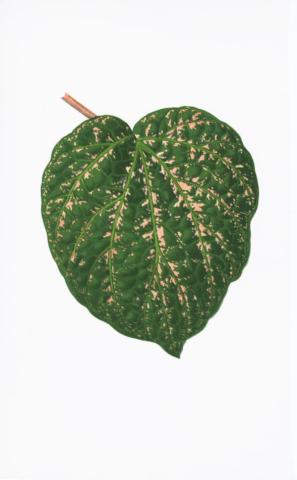 The Ornis Gallery English Leaves Print 8259 features a solitary green, heart-shaped leaf with light brown speckles and a short brown stem on white archival paper, inspired by Swedish Botanicals.