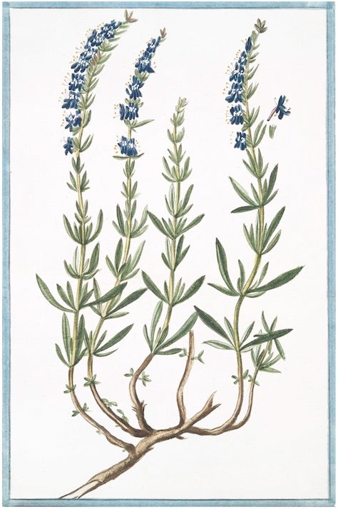 Italian Botanical #2916 by Ornis Gallery features a plant with green, narrow leaves, tall stems, and small blue flowers with visible roots—ideal for display in Larson-Juhl frames on archival paper.