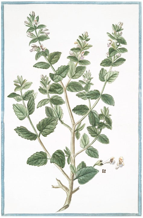 Italian Botanical #2931 by Ornis Gallery features a green plant with multiple stems and small white flowers, reminiscent of 18th Century Italian Botanicals. Seeds or pods are visible at the base, elegantly bordered in blue, as if framed by Larson-Juhl frames.