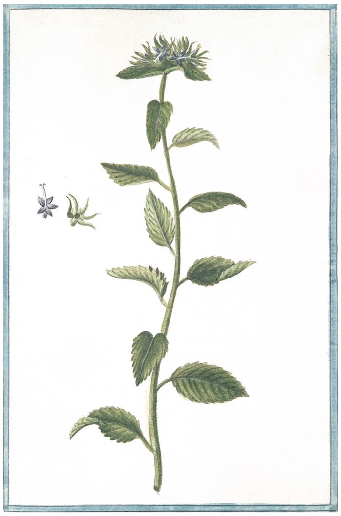 Italian Botanical 2944 by Ornis Gallery features a green plant with serrated leaves, tall stem, and small blue flowers. An enlarged flower on the left draws from Italian Botanicals, elegantly framed by Larson-Juhl.