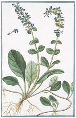 Italian Botanical 2949 by Ornis Gallery features a flowering plant with green leaves, long stems, blue and white blooms, visible roots, and a small detached flower detail—ideal for Larson-Juhl frames or archival paper prints.