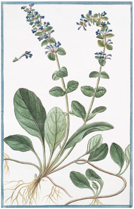 Italian Botanical 2949 by Ornis Gallery features a flowering plant with green leaves, long stems, blue and white blooms, visible roots, and a small detached flower detail—ideal for Larson-Juhl frames or archival paper prints.
