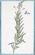 Italian Botanical 2970 by Ornis Gallery features a botanical illustration of rosemary with slender green leaves and purple flowers on white, accented with a blue border. Perfect for classic Larson-Juhl frames and inspired by Italian Botanicals.