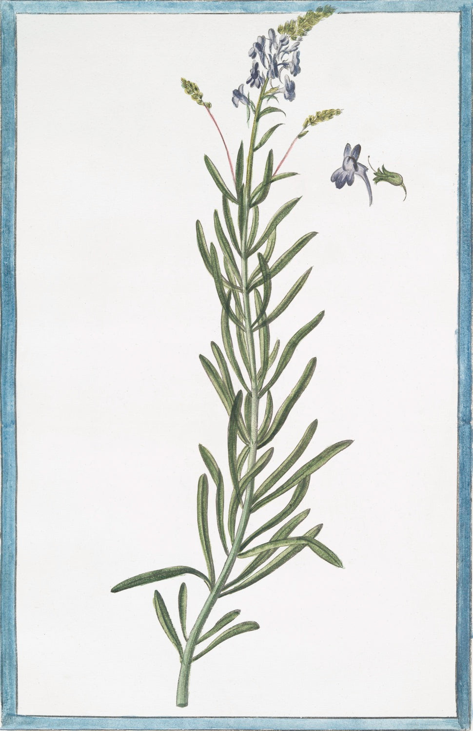 Italian Botanical 2970 by Ornis Gallery features a botanical illustration of rosemary with slender green leaves and purple flowers on white, accented with a blue border. Perfect for classic Larson-Juhl frames and inspired by Italian Botanicals.