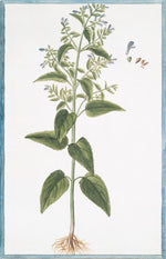 Italian Botanical 2981 by Ornis Gallery features a green leafy plant with blue flowers, visible roots, and a detailed flower and seed inset on white—ideal for display in Larson-Juhl frames, inspired by classic Italian botanicals.