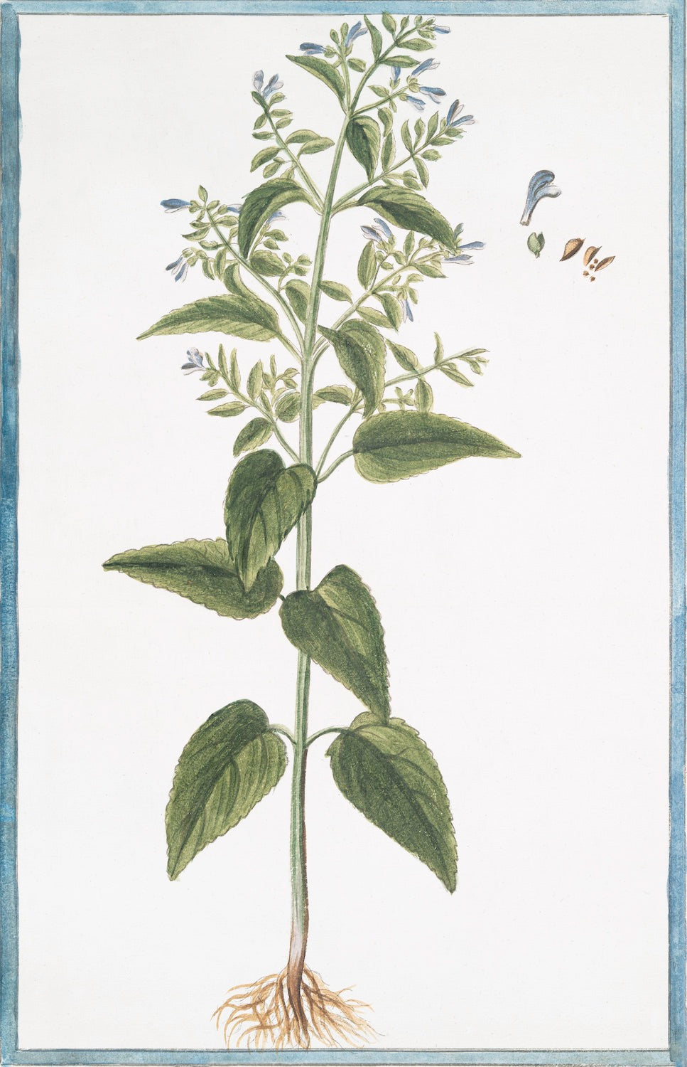 Italian Botanical 2981 by Ornis Gallery features a green leafy plant with blue flowers, visible roots, and a detailed flower and seed inset on white—ideal for display in Larson-Juhl frames, inspired by classic Italian botanicals.