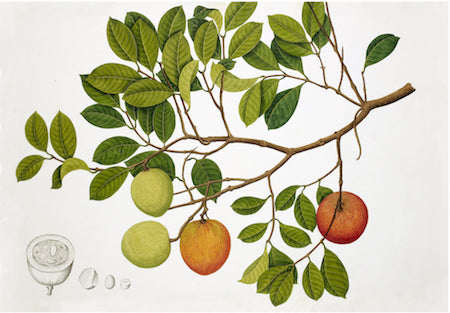 Anglo-Indian Botanicals Print 4615 by Ornis Gallery features a fruit-laden branch with green leaves, fruits in varied colors, and a cross-section diagram—elegantly suited for Larson-Juhl Dark Walnut Frames.