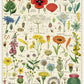 The Cavallini Papers and Co Wildflowers 1,000 Piece Puzzle features vintage-style illustrations of wildflower specimens with scientific names, inspired by the Cavallini archives, on a beautifully detailed background.