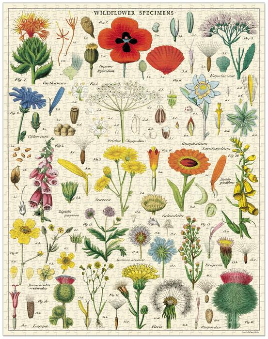 The Cavallini Papers and Co Wildflowers 1,000 Piece Puzzle features vintage-style illustrations of wildflower specimens with scientific names, inspired by the Cavallini archives, on a beautifully detailed background.