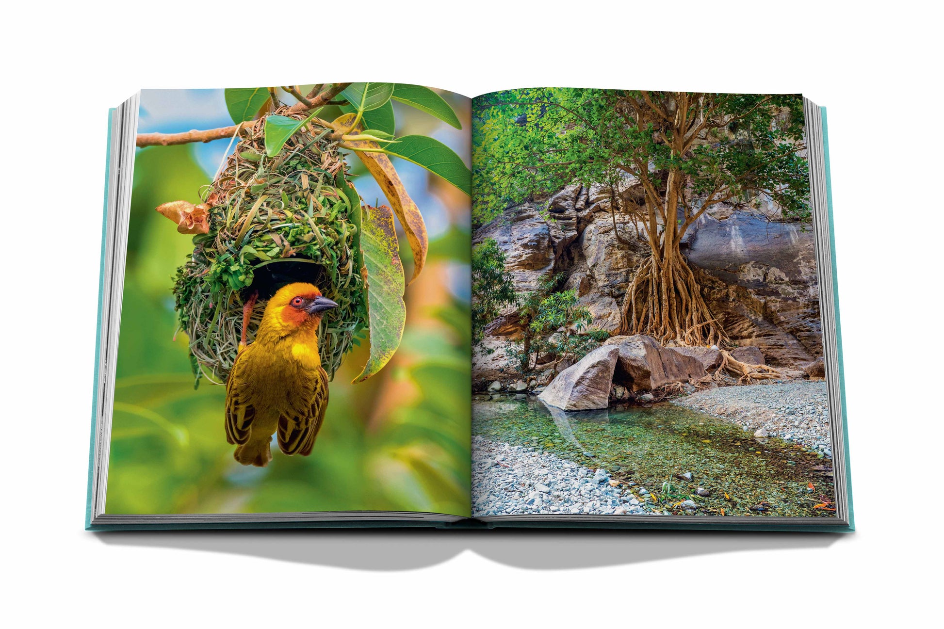 An open book displaying two vivid nature photographs: one page showing a weaver bird with its nest in a tree, the other a serene Red Sea landscape with large trees and rocks from "Red Sea: The Saudi Coast" by Assouline.