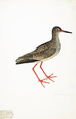 Gambet in Deep White Frame by Ornis Gallery: a 17th-century-style illustration of a speckled sandpiper with orange legs and straight bill, remastered on archival paper and set against white.