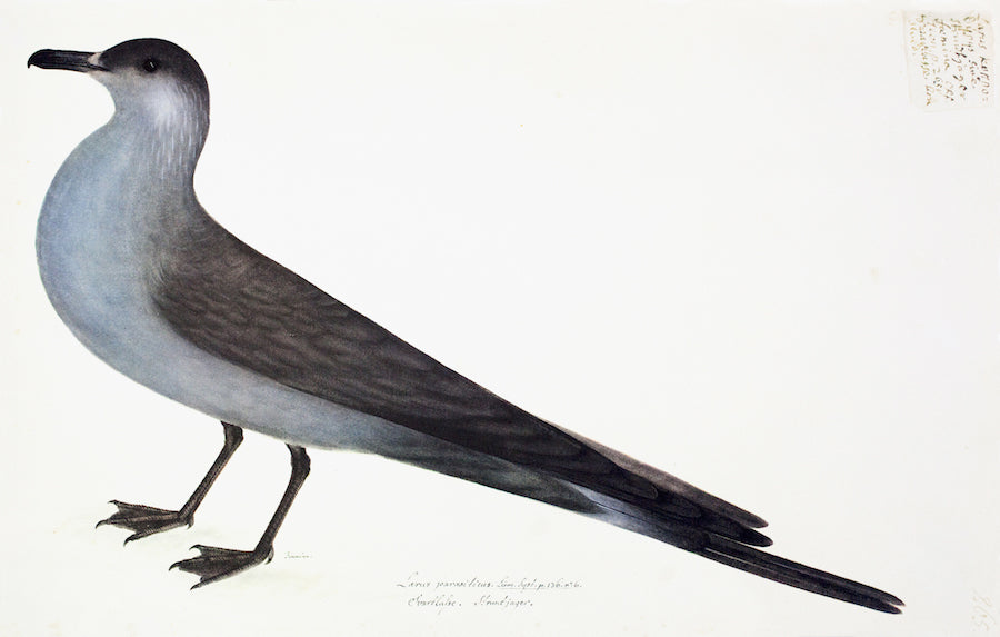 Ornis Gallery - Arctic Gull Blue 9394 features a detailed illustration of a gray and white bird with a long tail and dark wings, shown in profile on archival paper against a plain white background.