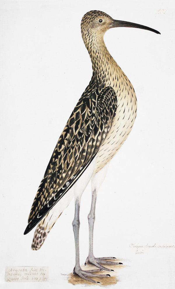 Ornis Gallery’s Tall Godwit in Deep White Frame features a remastered illustration of a long-billed, brown and white speckled bird standing upright against a crisp white background.