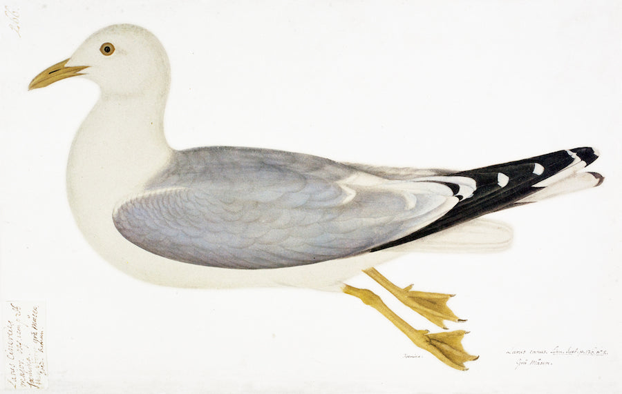 The Common Gull in Deep White Frame by Ornis Gallery features a remastered profile illustration inspired by the Swedish Bird Collection, perfect for archival prints.