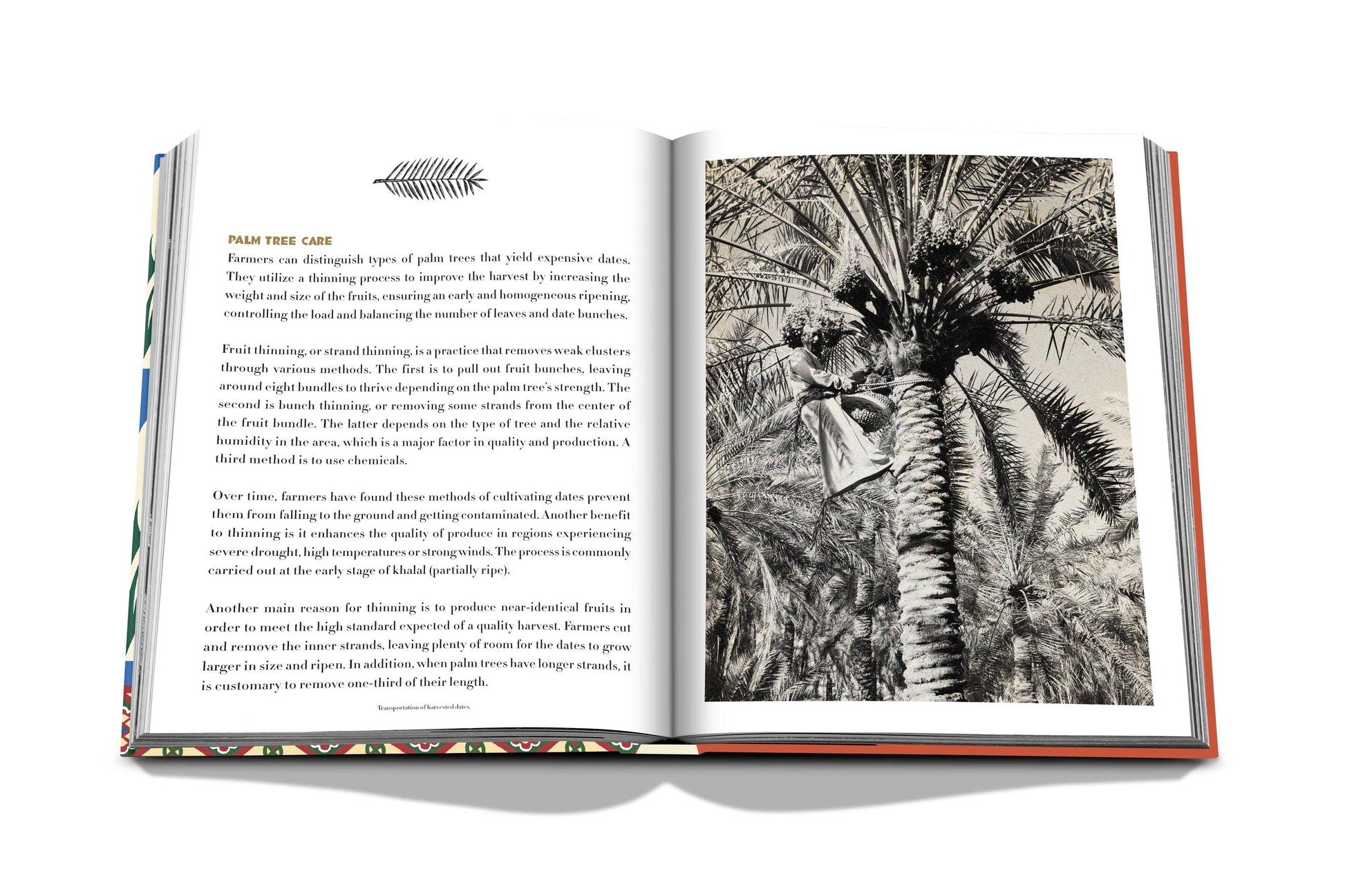 An open book with a black and white photograph of palm trees in Saudi Arabia on the right page and text on the left page, displayed on a white background, from Assouline's "Saudi Dates: A Portrait of the Sacred Fruit.